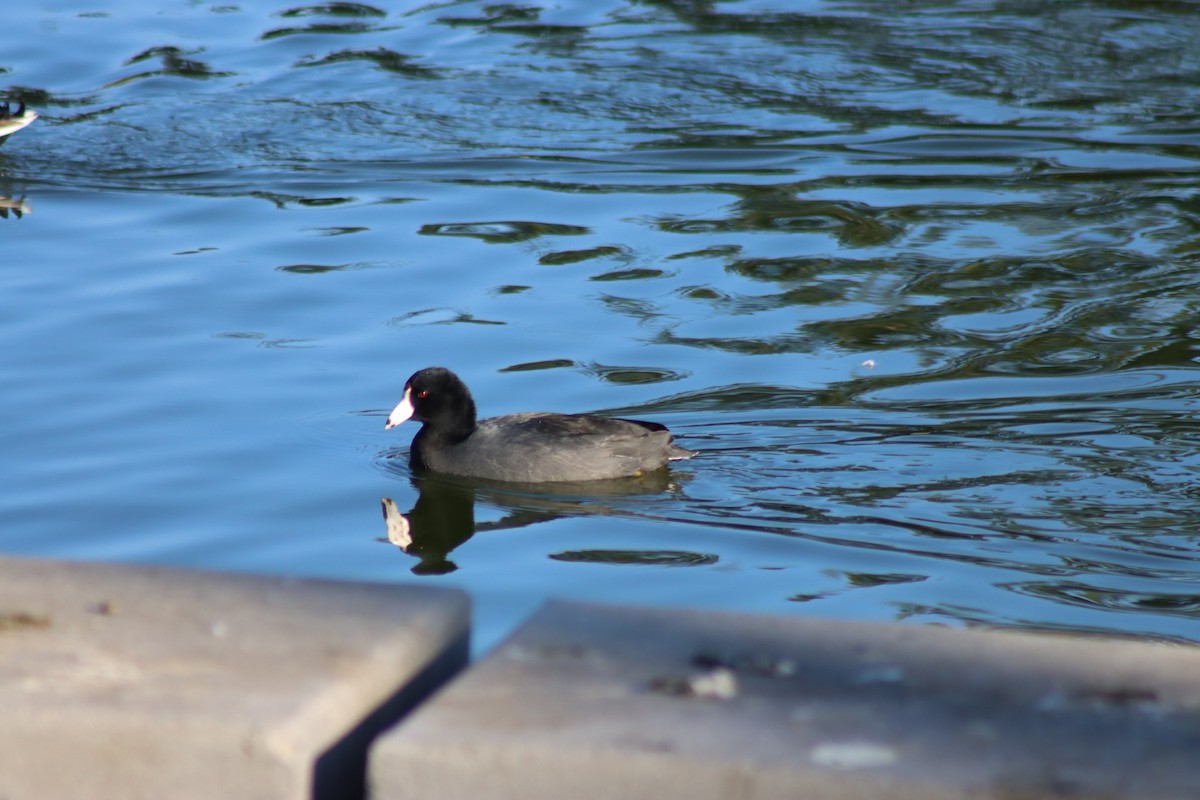 American Coot - ML646728789