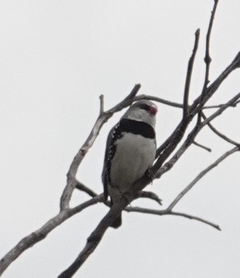 Diamond Firetail - ML646728792