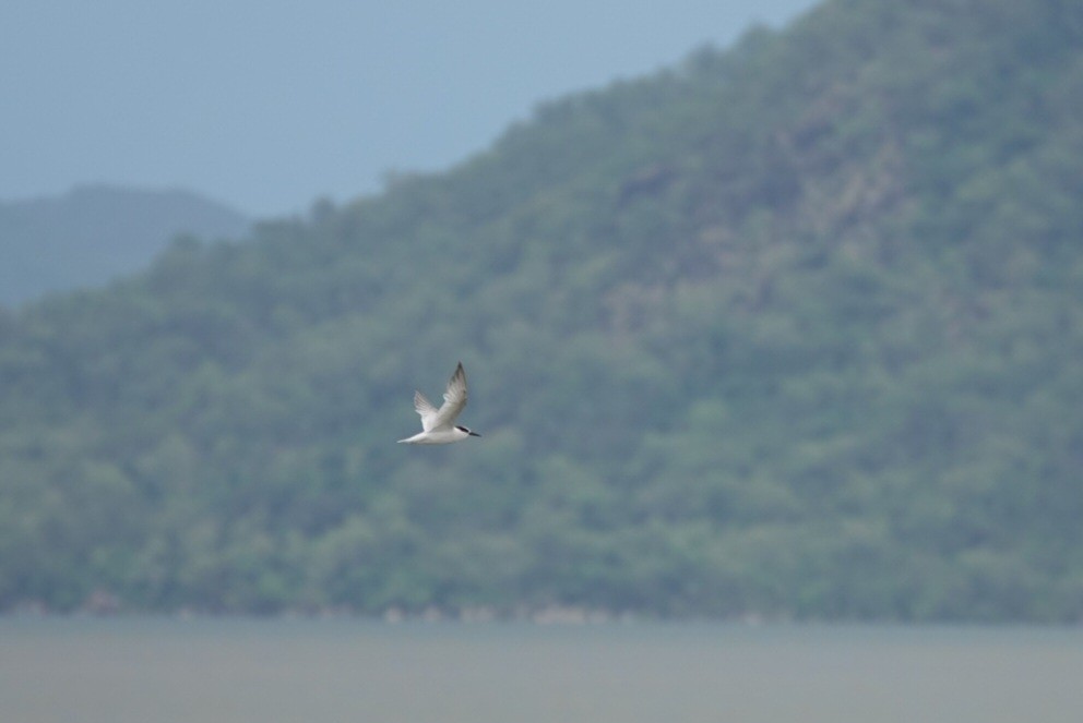 Little Tern - ML646728794