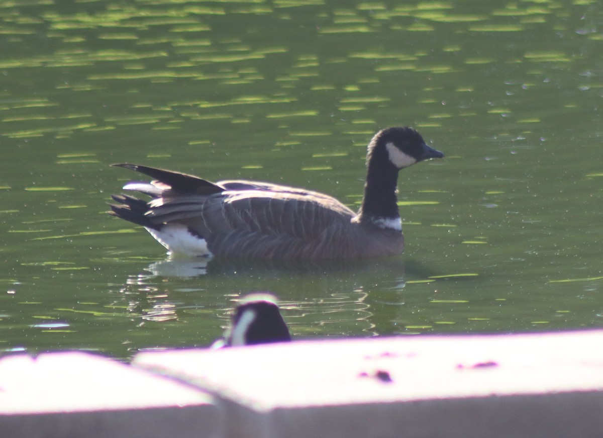 小加拿大雁 - ML646728795