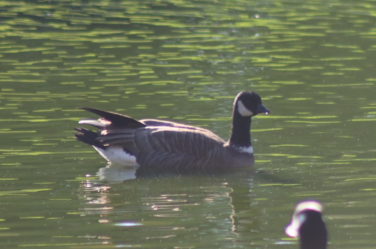 小加拿大雁 - ML646728796