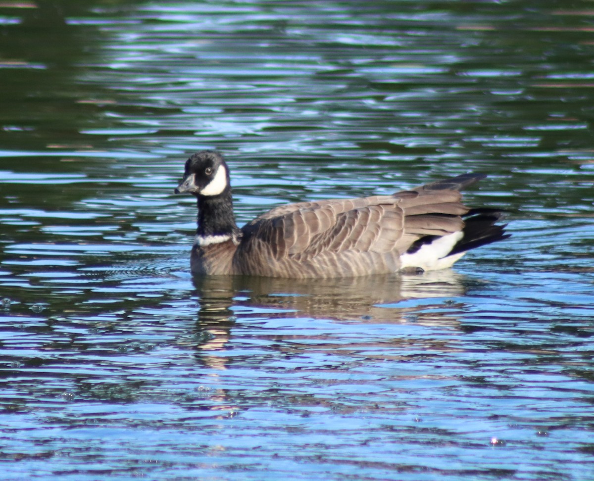 小加拿大雁 - ML646728797