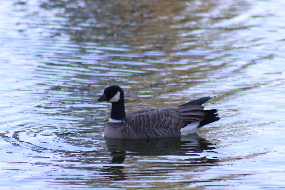 小加拿大雁 - ML646728798