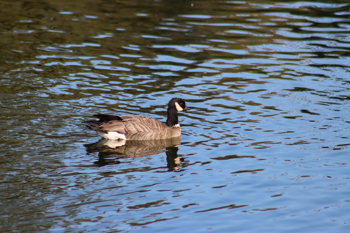 小加拿大雁 - ML646728799