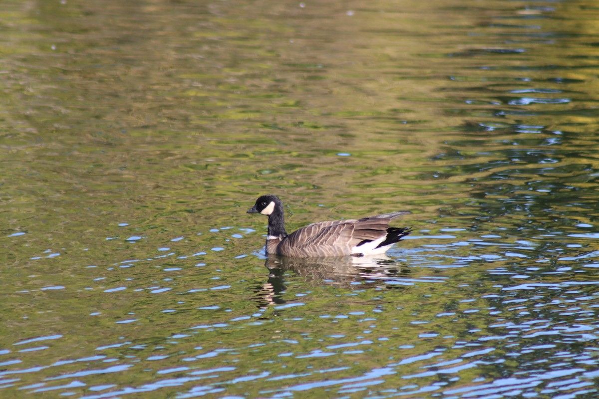 小加拿大雁 - ML646728800