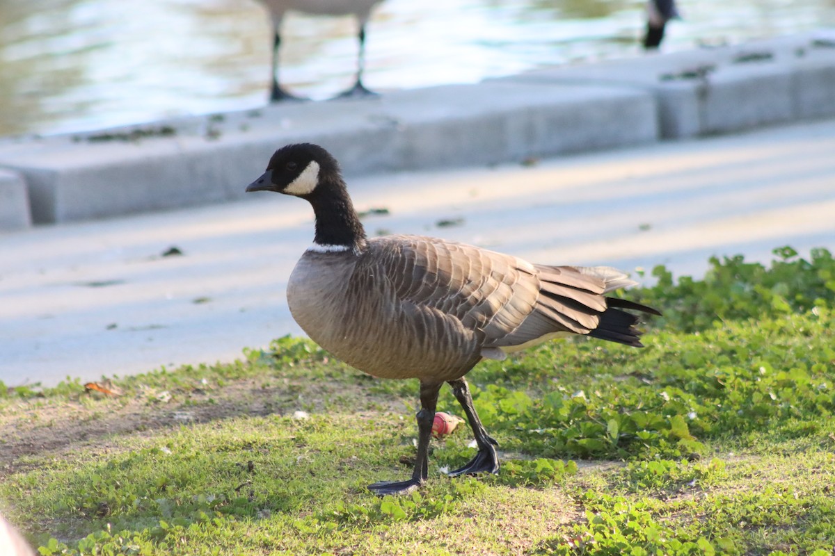 小加拿大雁 - ML646728801