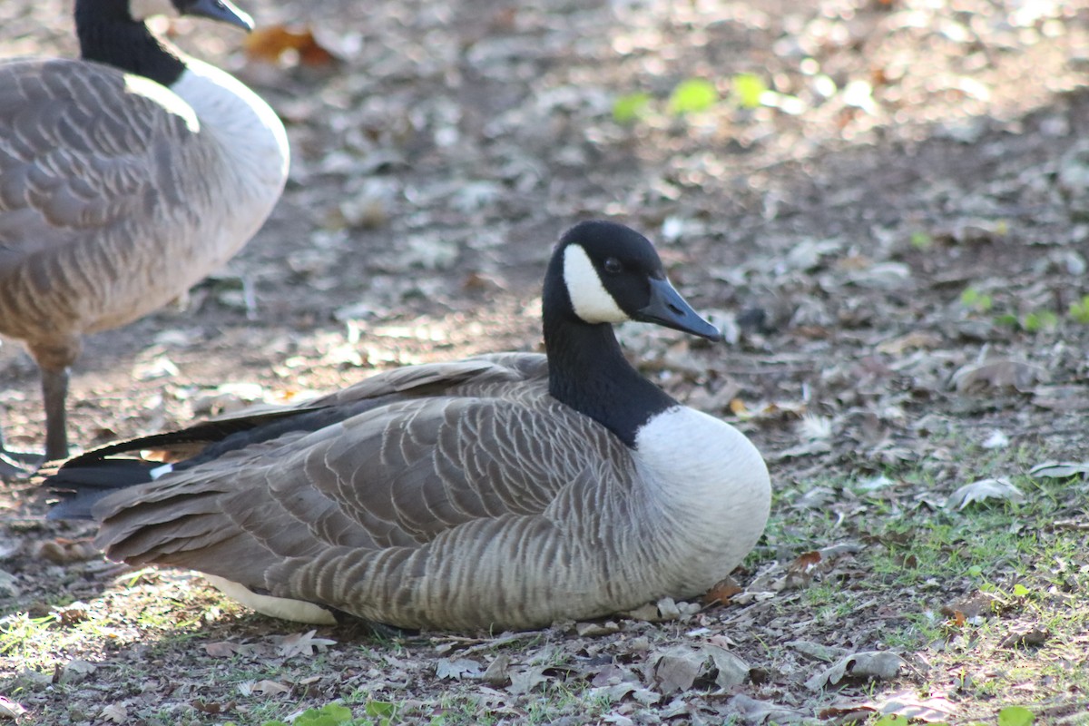 Canada Goose - ML646728802