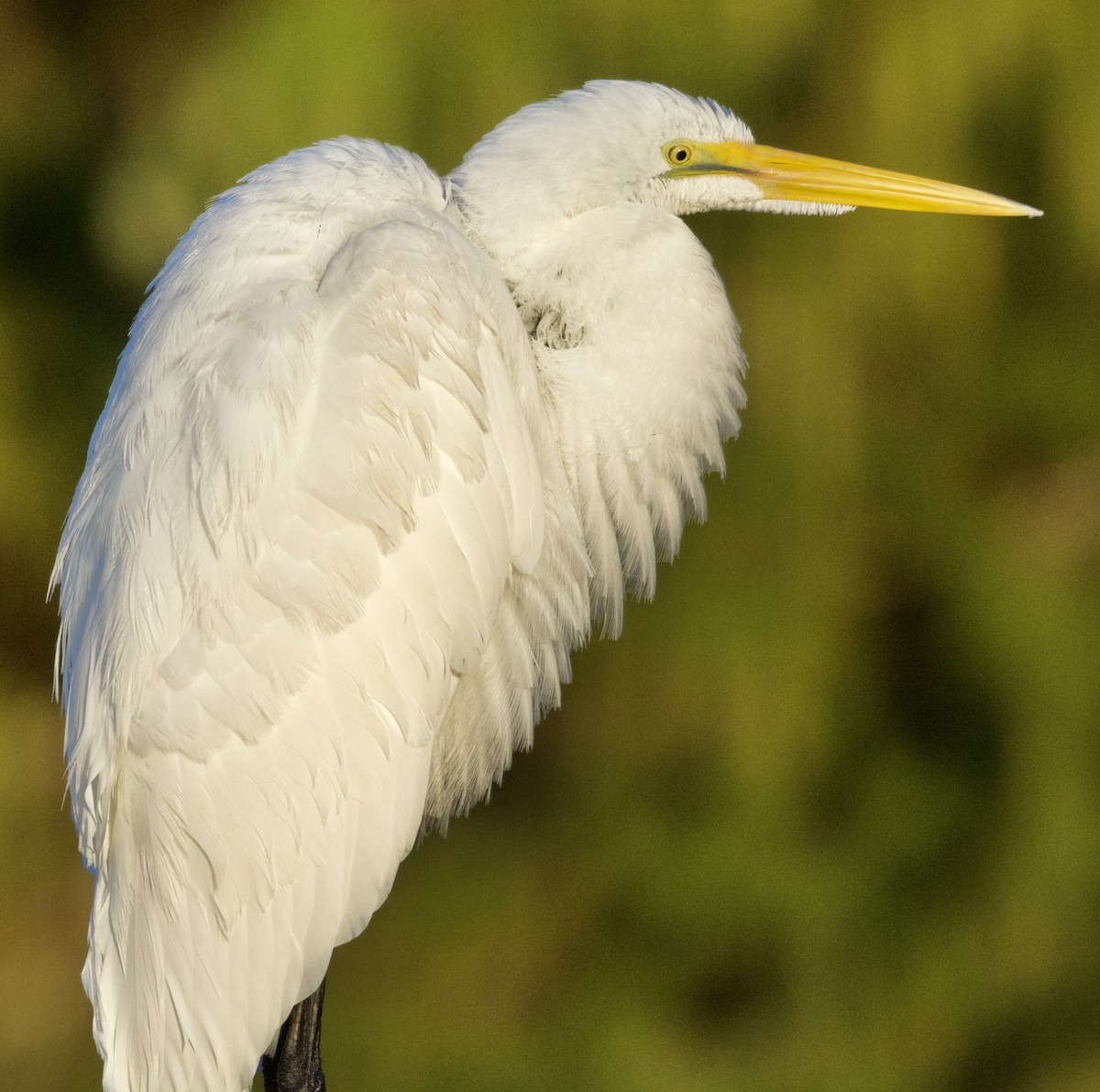 Silberreiher - ML646728803