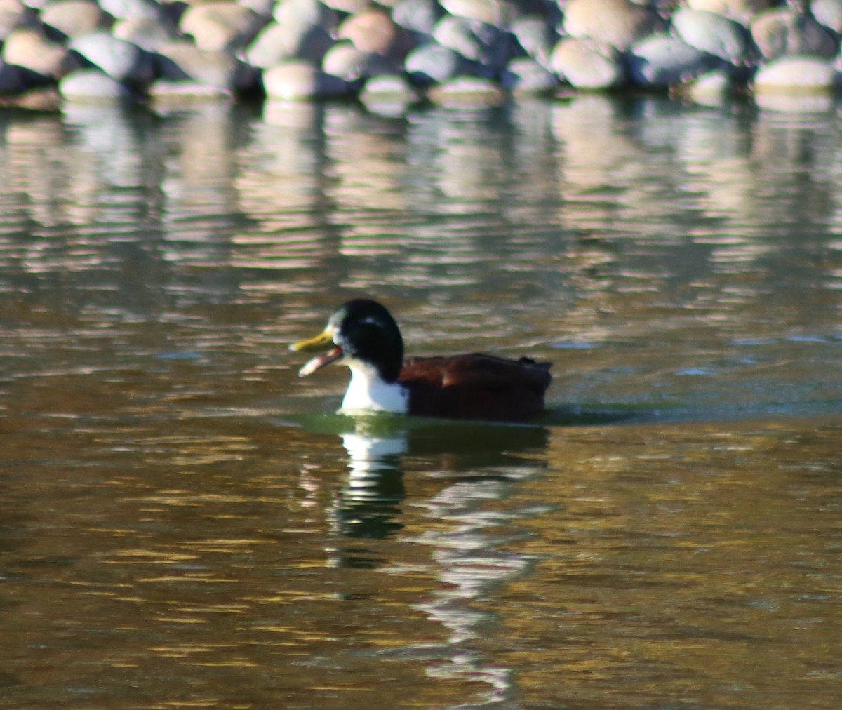 Mallard (Domestic type) - ML646728805