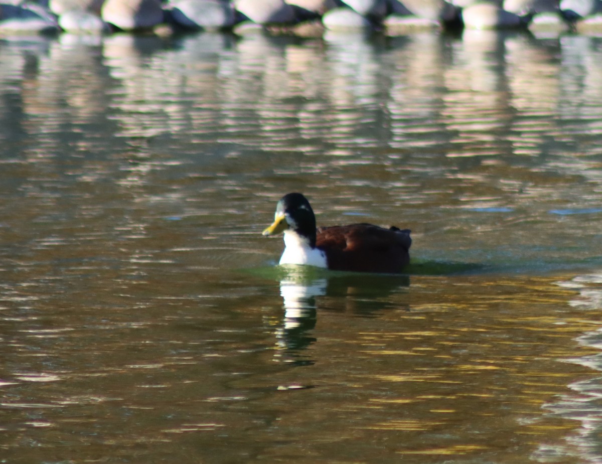 Mallard (Domestic type) - ML646728806