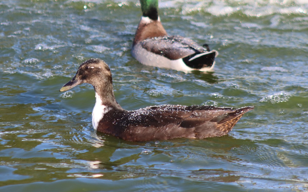 Mallard (Domestic type) - ML646728807