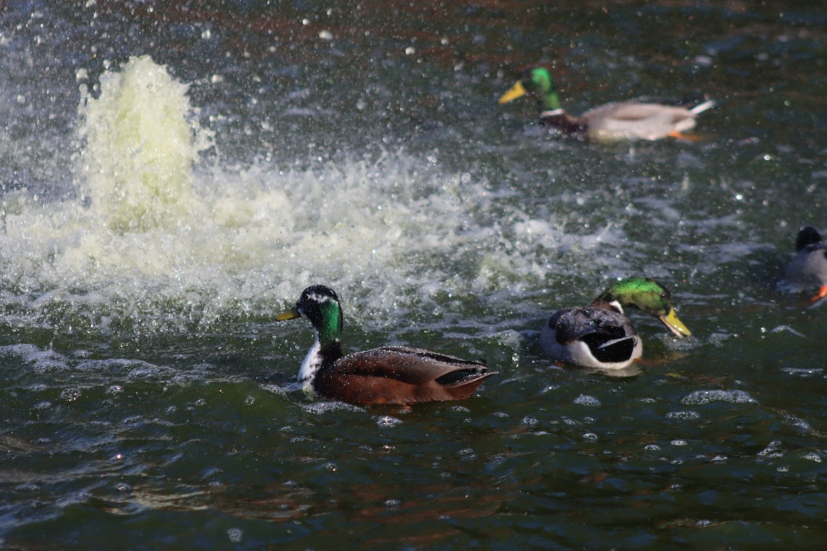 Mallard (Domestic type) - ML646728808