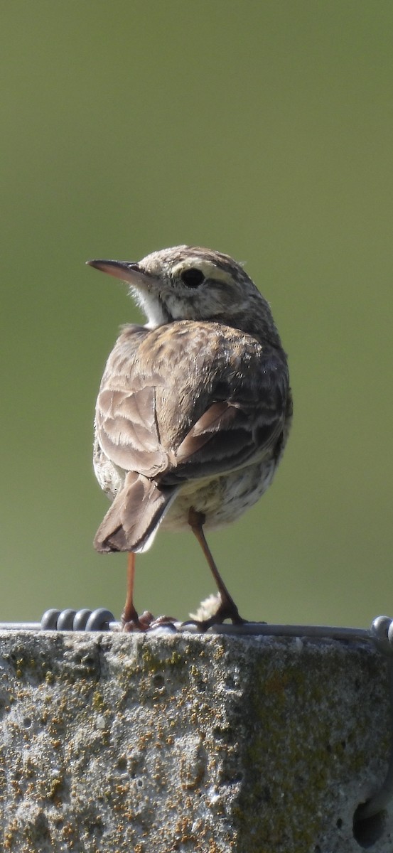 Pipit d'Australie - ML646728809