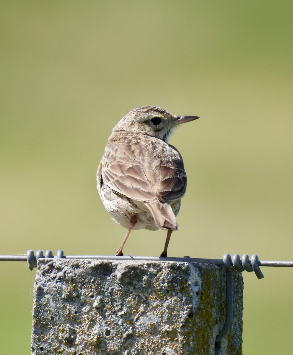 Pipit d'Australie - ML646728810