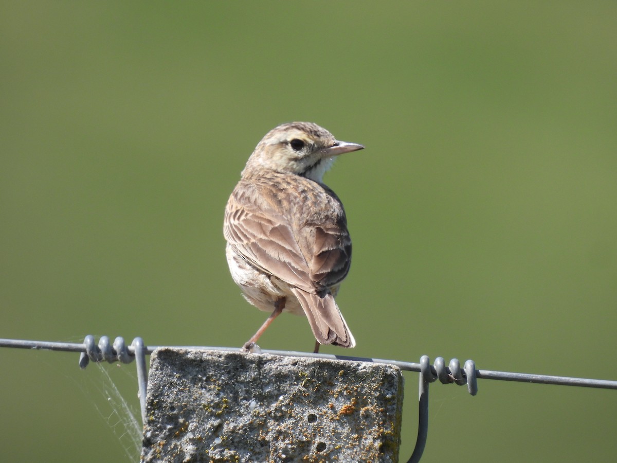 Pipit d'Australie - ML646728811