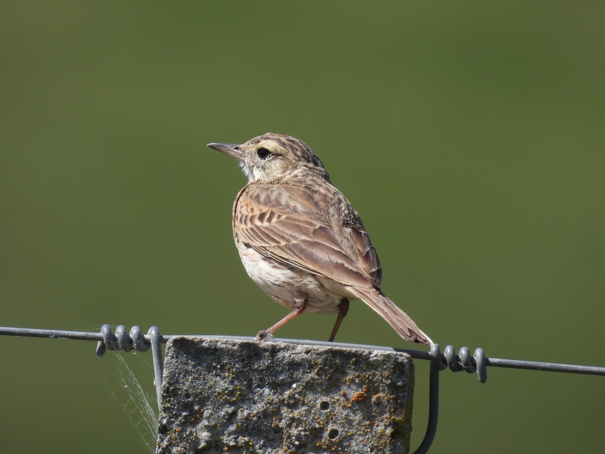 Pipit d'Australie - ML646728812
