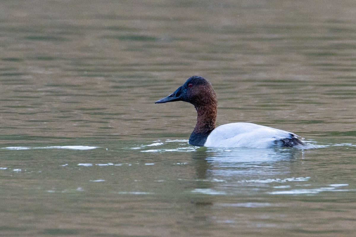 Canvasback - ML646728813