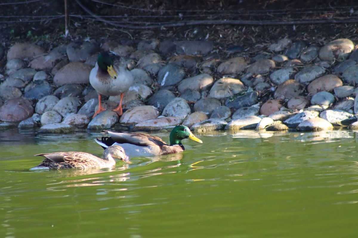 Mallard - ML646728814