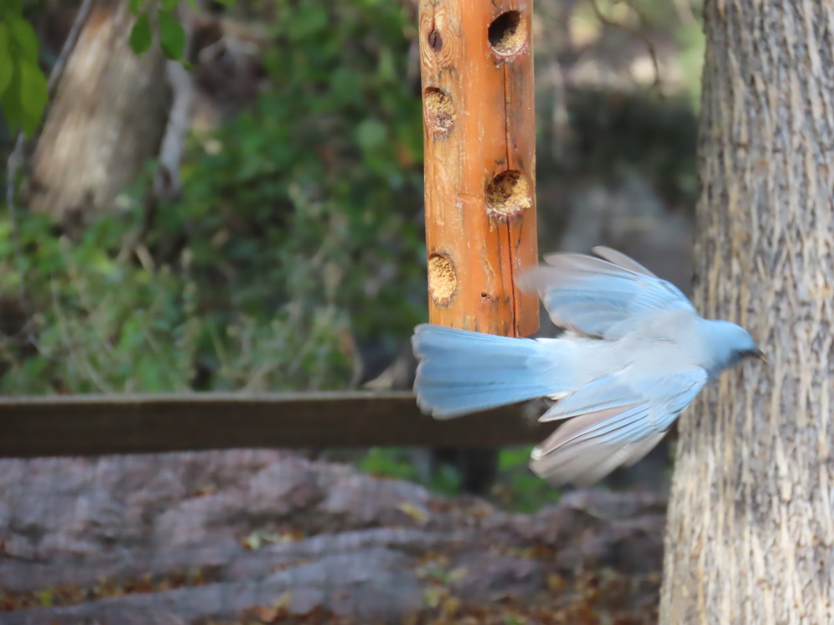 Mexican Jay (Arizona) - ML646728815