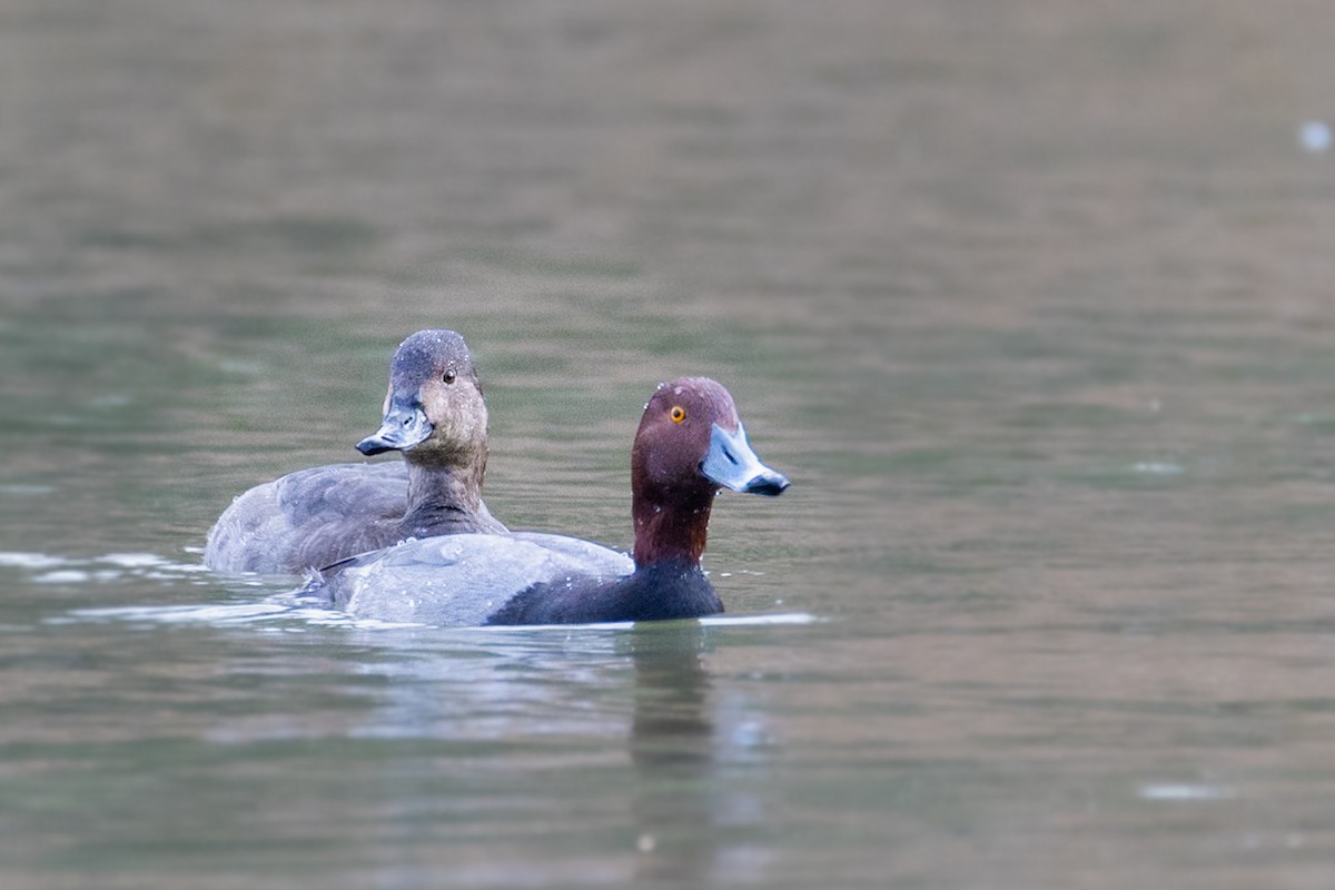 Redhead - ML646728817