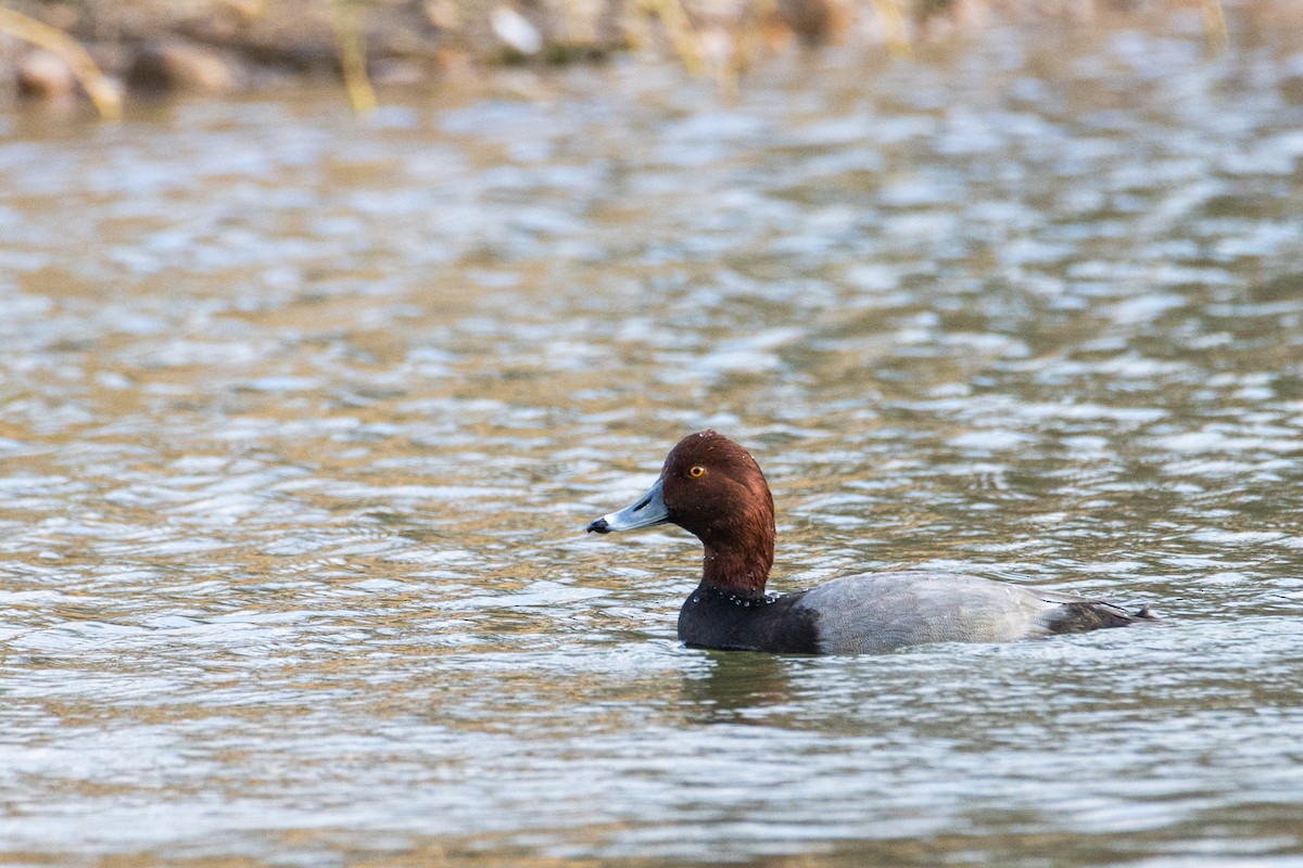 Redhead - ML646728818