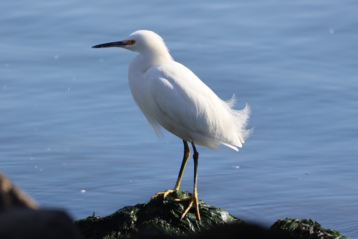 Чепура американська - ML646728819