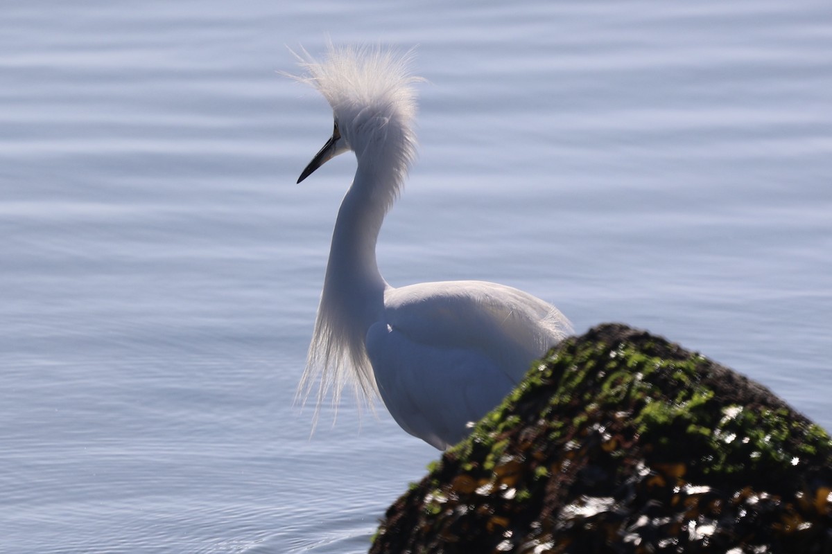 Чепура американська - ML646728820