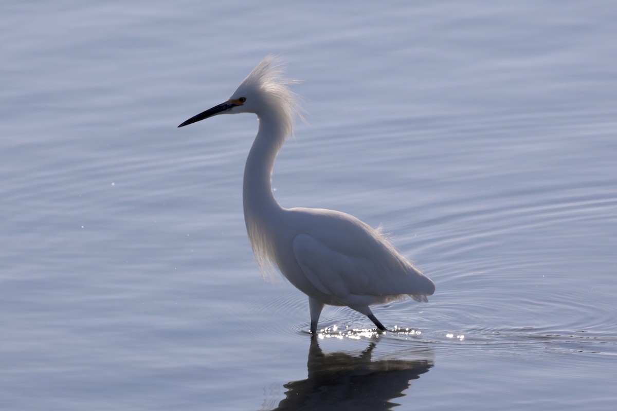 Чепура американська - ML646728821