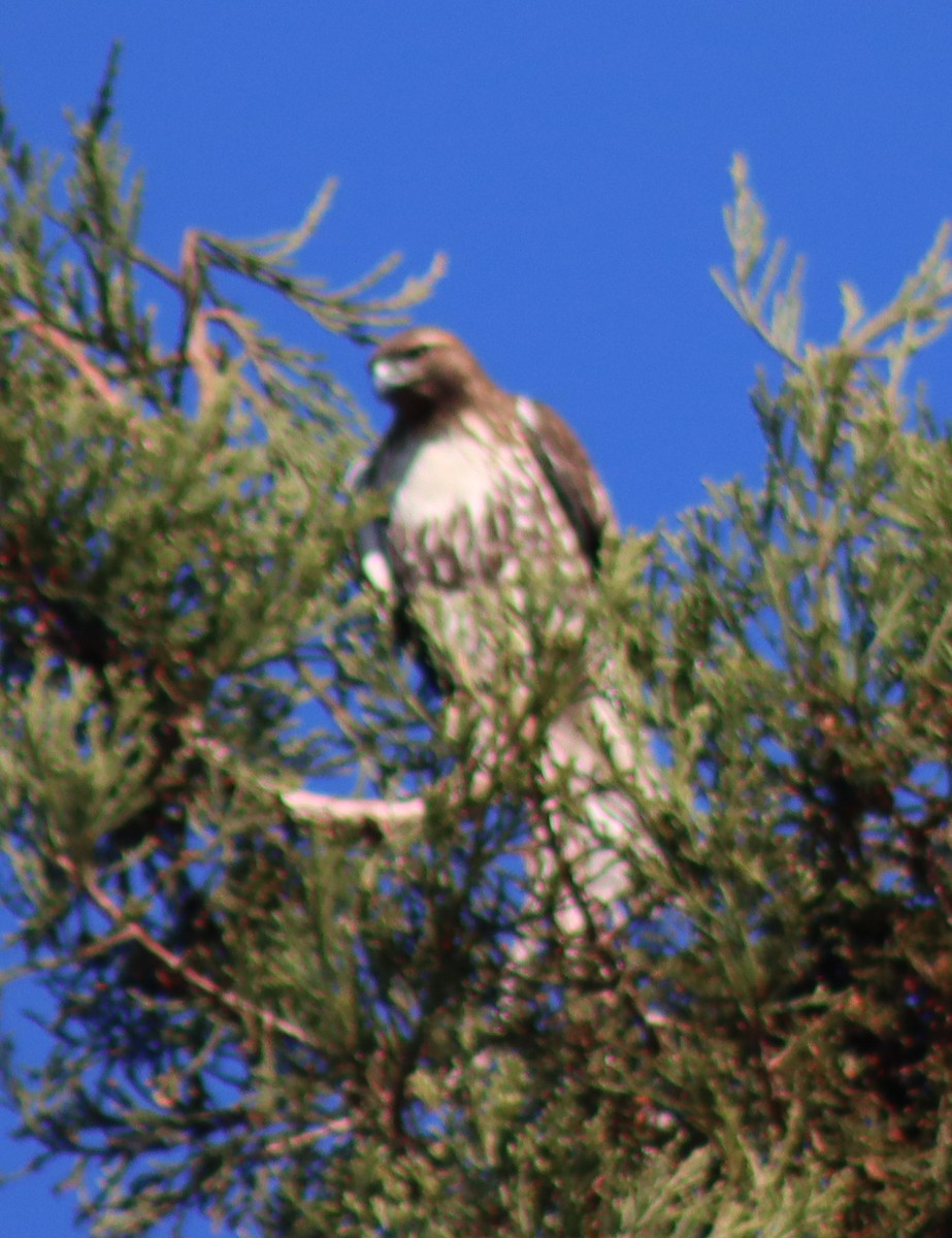 Канюк неоарктичний - ML646728822