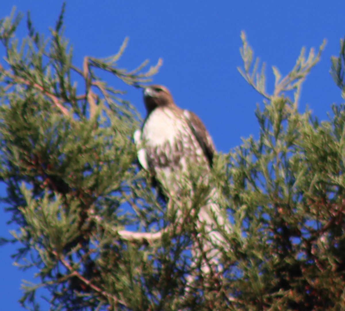 Канюк неоарктичний - ML646728823