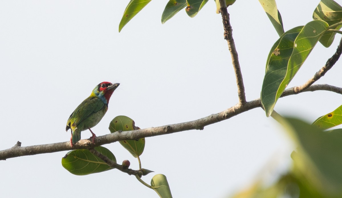 Бородастик західний - ML646728824