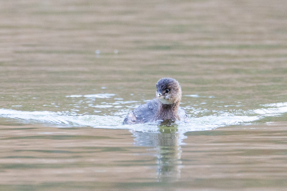 Пірникоза рябодзьоба - ML646728825