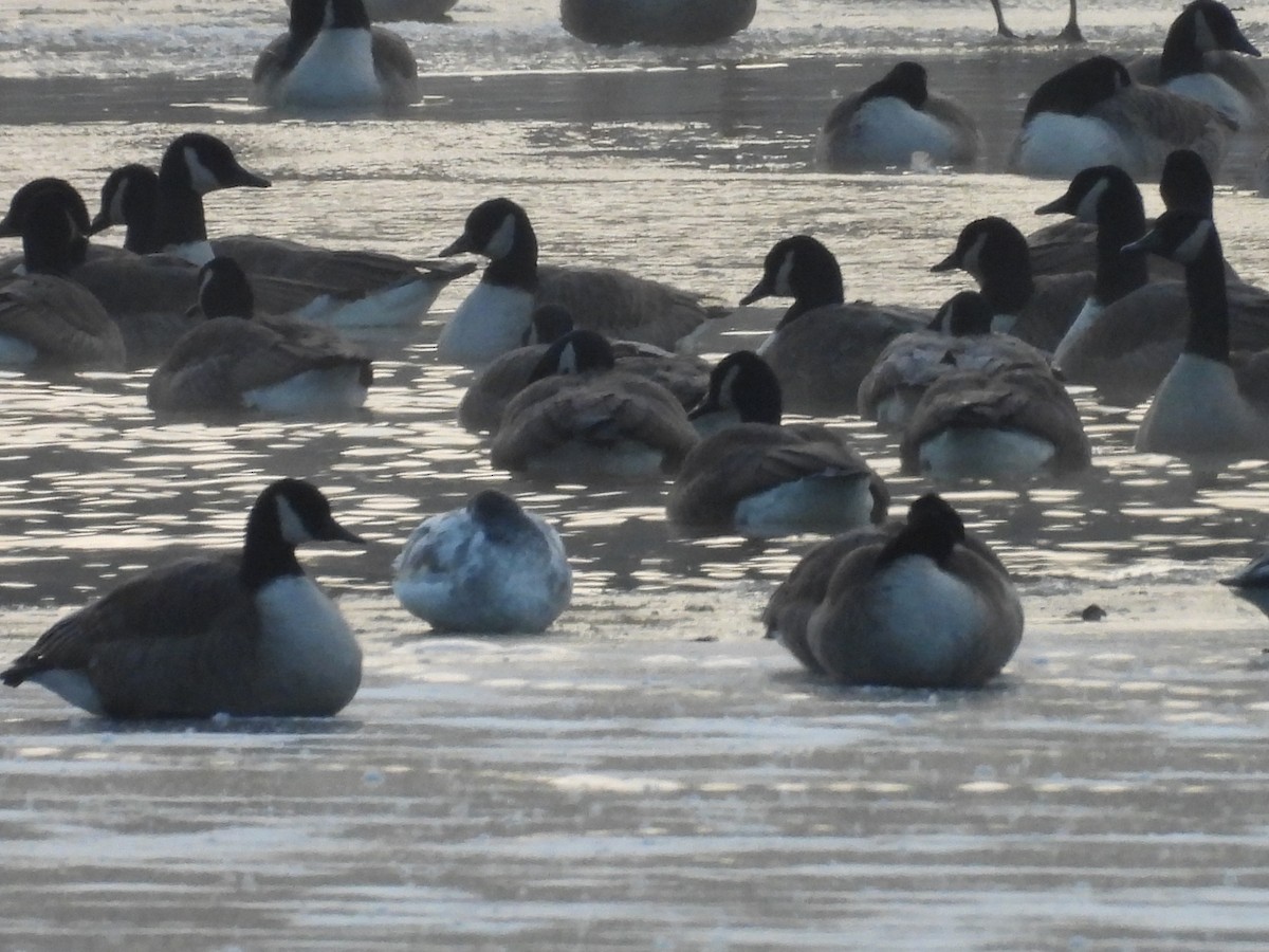 Гуска біла - ML646728827