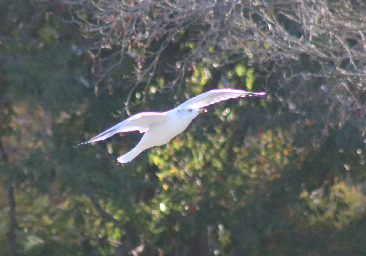 Мартин делаверський - ML646728828