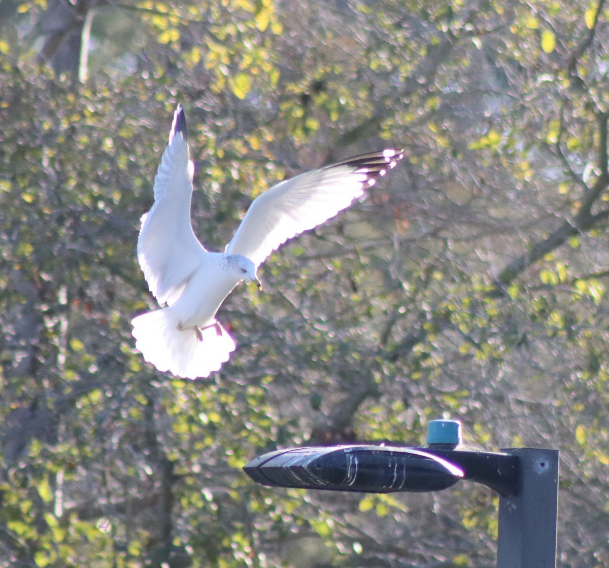 Мартин делаверський - ML646728829