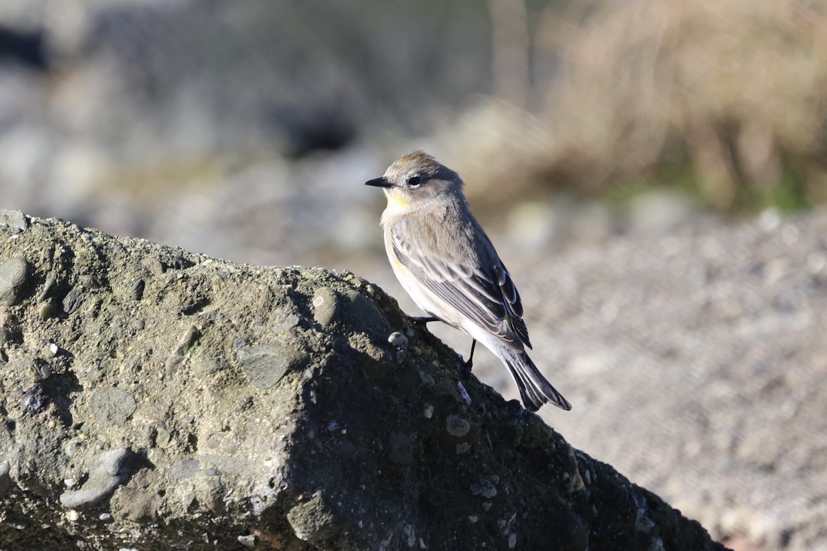 Пісняр-лісовик жовтогузий (підвид auduboni) - ML646728830