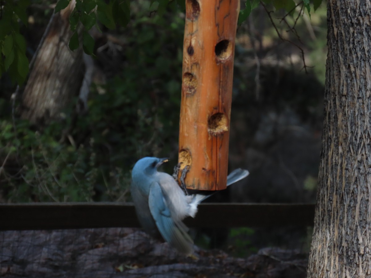 Сойка сіровола [група wollweberi] - ML646728831