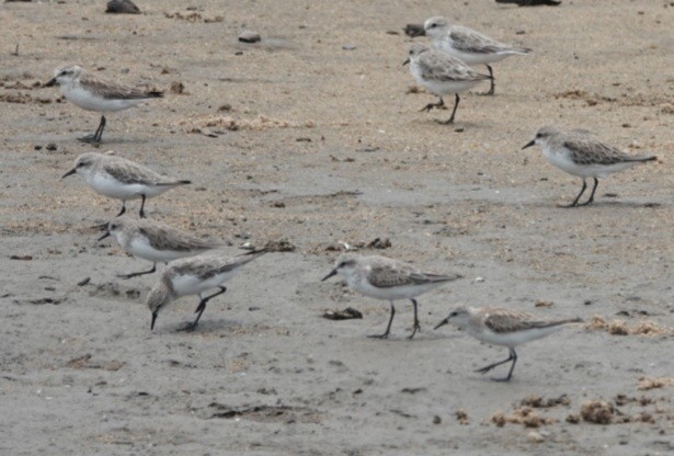Red-necked Stint - ML646728832