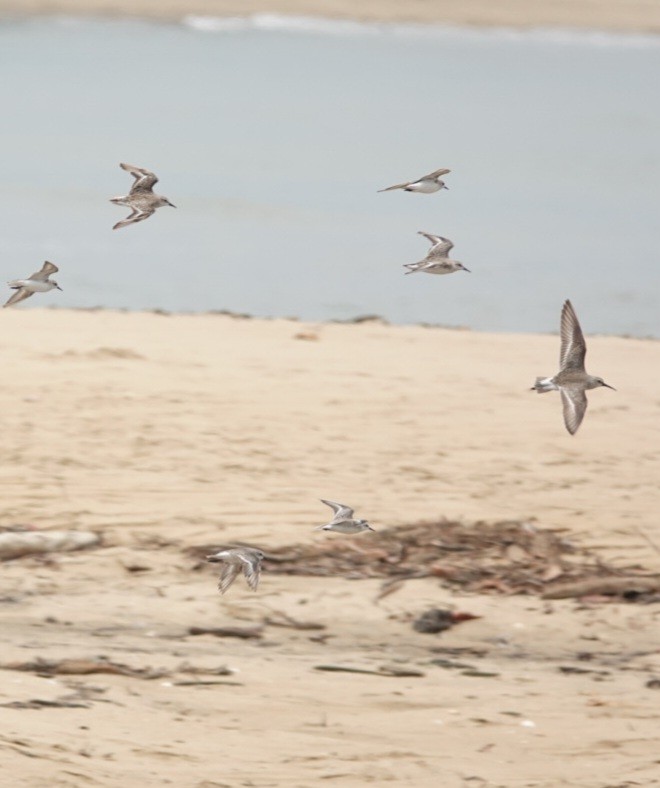 Red-necked Stint - ML646728833