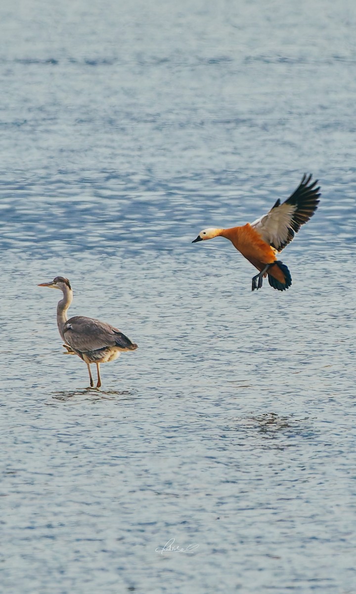 Angıt - ML646728843