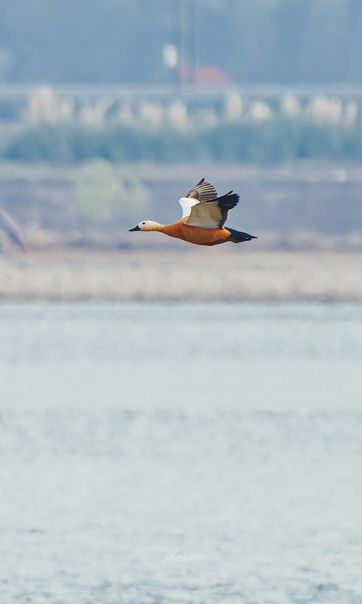 Angıt - ML646728844