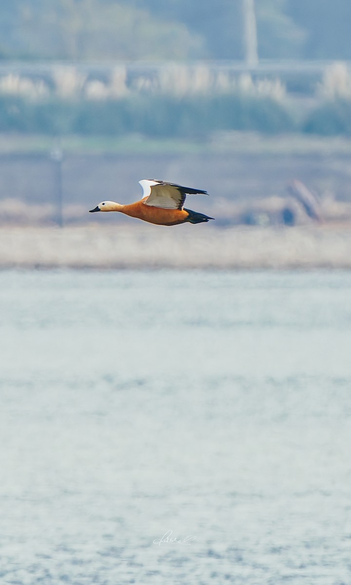 Angıt - ML646728845