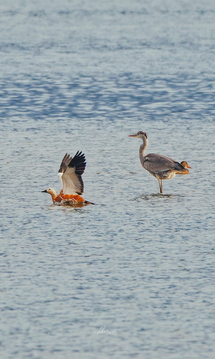 Angıt - ML646728846