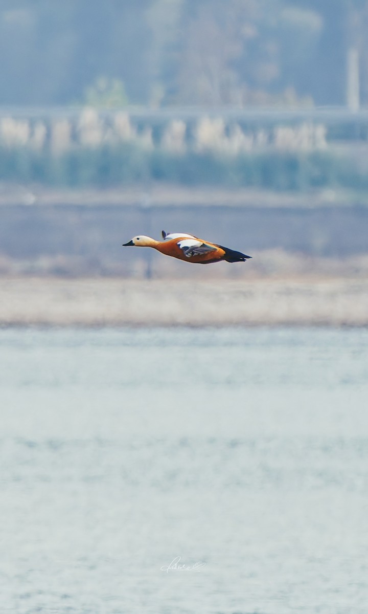 Angıt - ML646728847