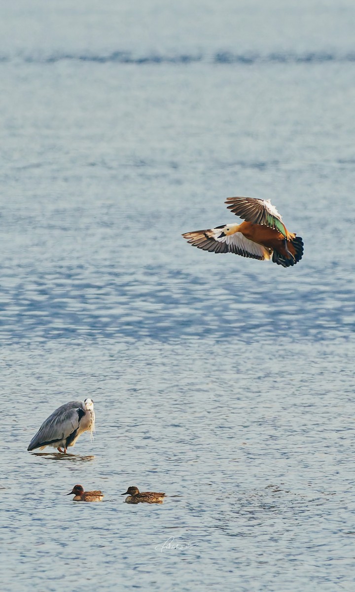 Angıt - ML646728848