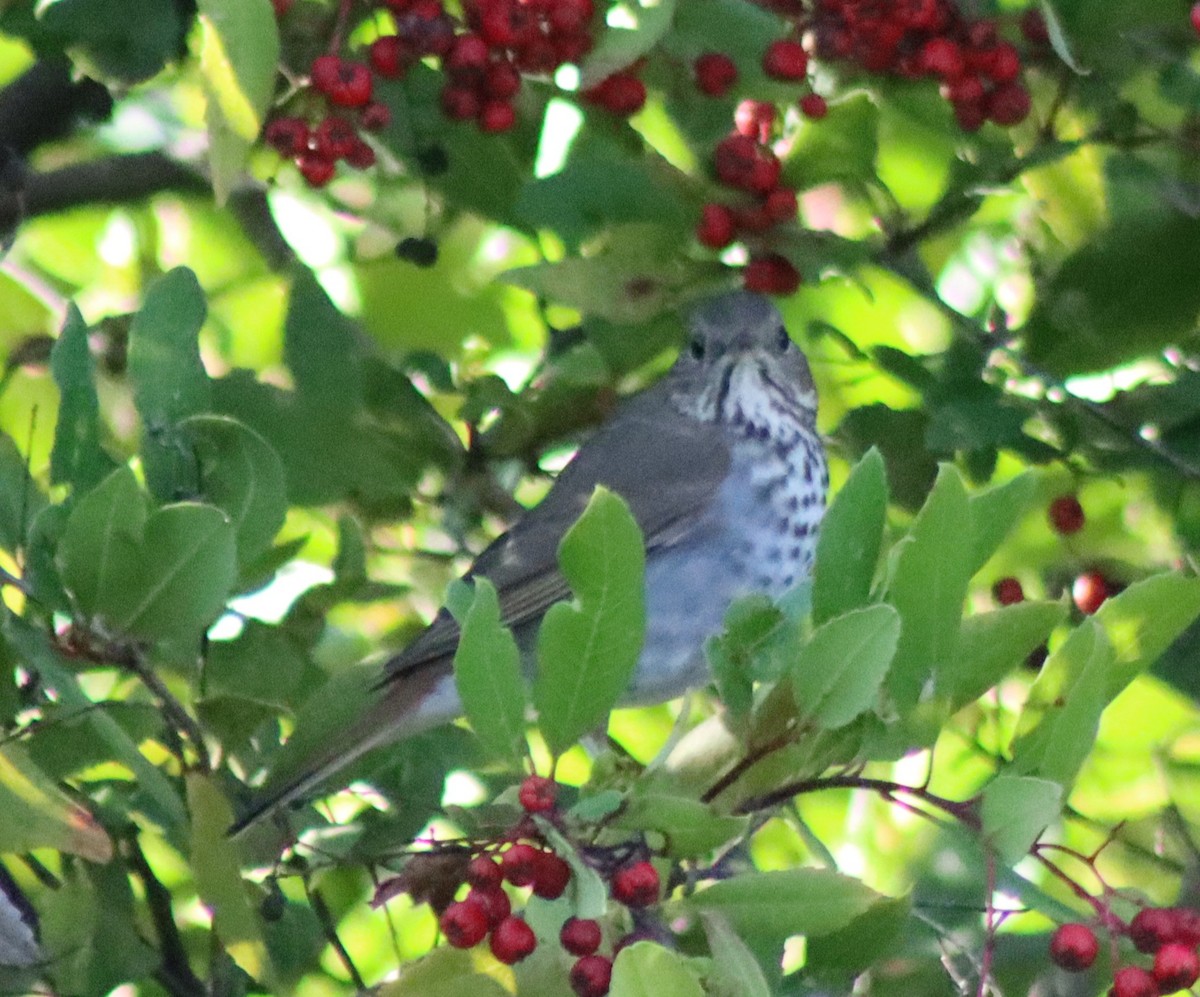 Дрізд-короткодзьоб плямистоволий - ML646728850