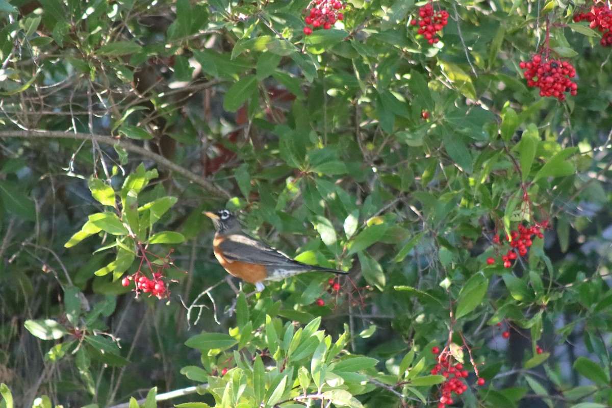 Дрізд мандрівний - ML646728852