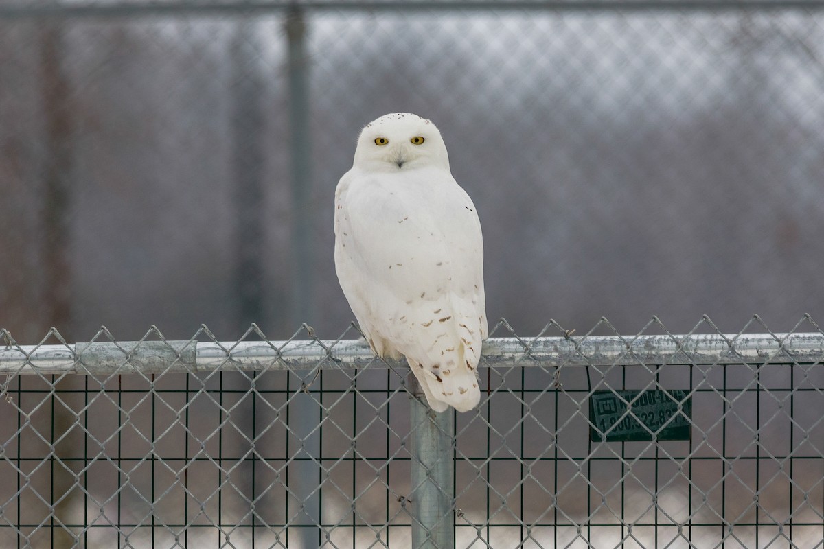 Сова біла - ML646728853