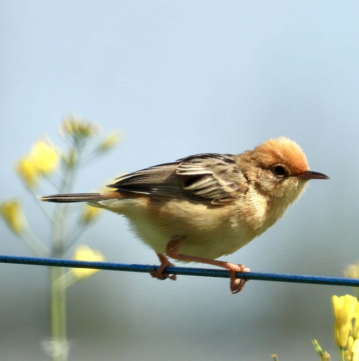 Таміка золотоголова - ML646728854
