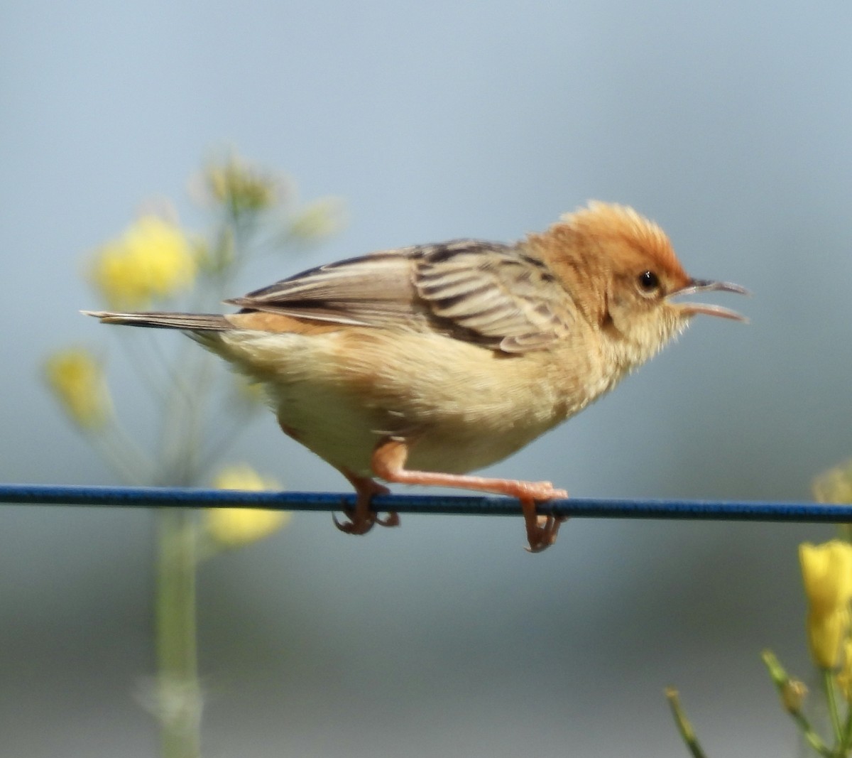 Таміка золотоголова - ML646728855